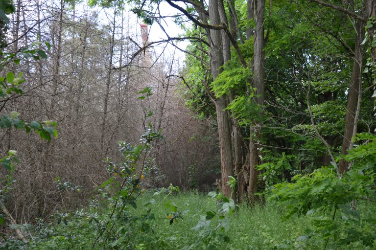 Kreisverband: Fehlender Regen lässt Wald weiter sterben KreisGRÜNE: Wir brauchen einen ökologischen Waldumbau